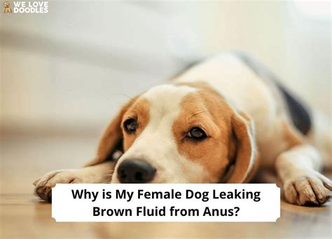 5 possible reasons why female dogs leaking brown fluid from Anus